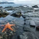Orange starfish in a clear rock pool, with a hardware wallet and leather card wallet on a dry rock
