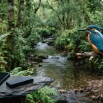 Wild kingfisher perched above a woodland stream, with a smartphone and hardware wallet on a nearby slate ledge