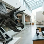 Fossil dinosaur skull in a museum gallery, with a smartphone and card terminal on a ticket counter
